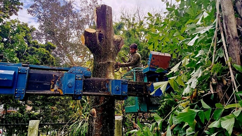 Potong Pokok