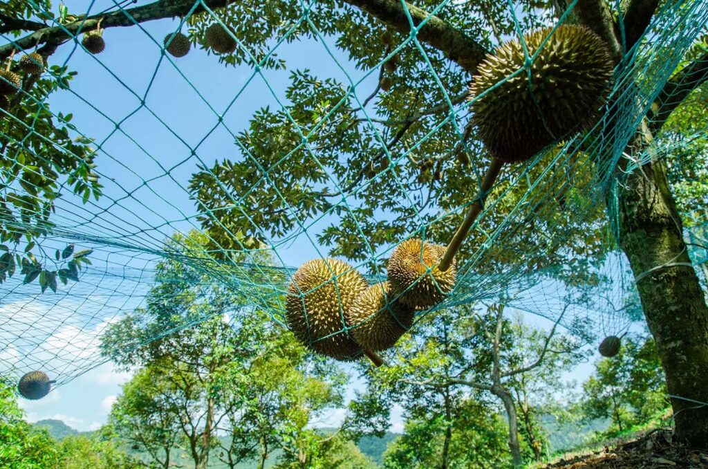 Common Tree Problems in Malaysia, Case Studies / Success Stories, Tree Care Tips, Tree Species Spotlight