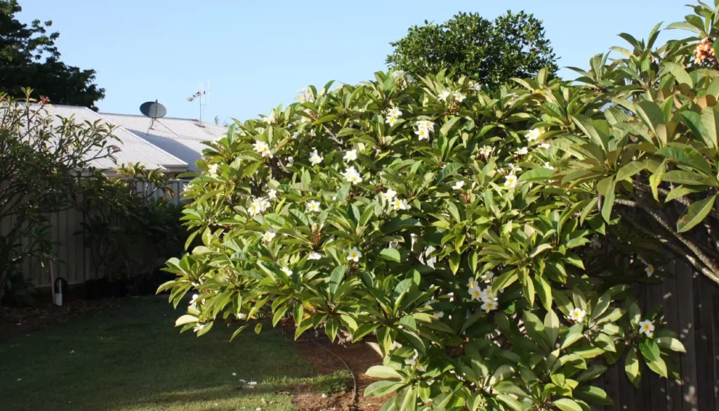 Common Tree Problems in Malaysia, Case Studies / Success Stories, Tree Care Tips, Tree Species Spotlight