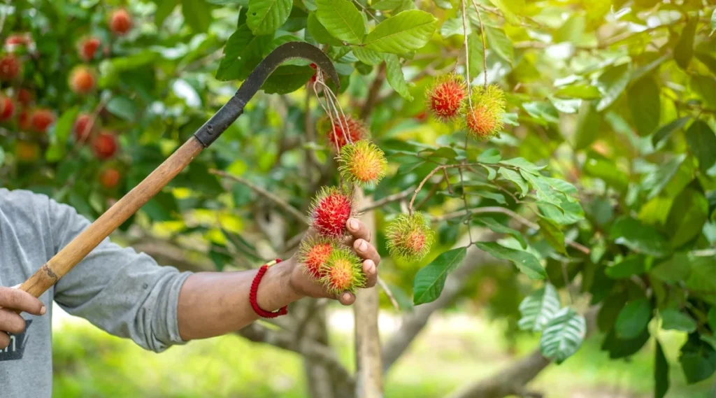 Common Tree Problems in Malaysia, Case Studies / Success Stories, Tree Care Tips, Tree Species Spotlight