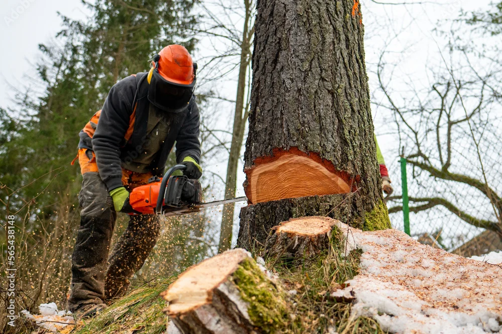 Tree Cutting Service in Malaysia: Why Professionals Matter 6 A professional lumberjack cutting down a dangerous tree near a public road.