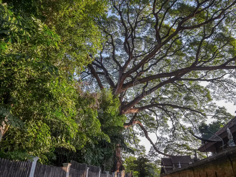 Tropical Tree-Pruning Calendar: When to Trim 12 Popular Malaysian Species (2025 Guide) 9 Common Tree Problems in Malaysia