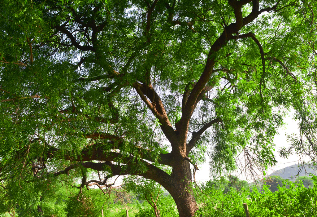 Common Tree Problems in Malaysia, Case Studies / Success Stories, Tree Care Tips, Tree Species Spotlight