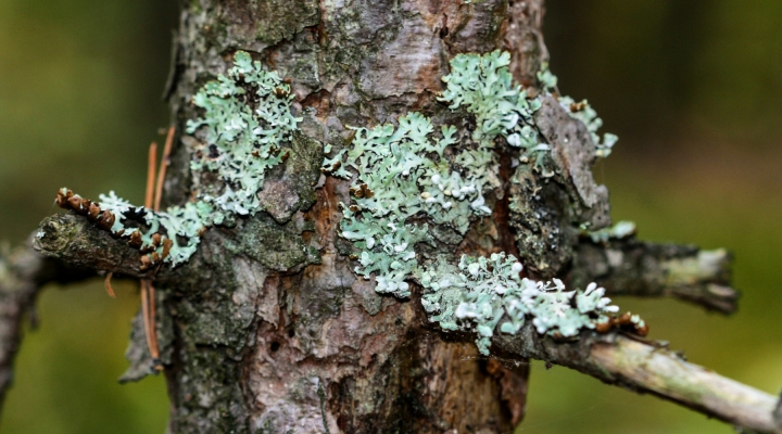 Common Tree Problems in Malaysia, Case Studies / Success Stories, Tree Care Tips, Tree Species Spotlight