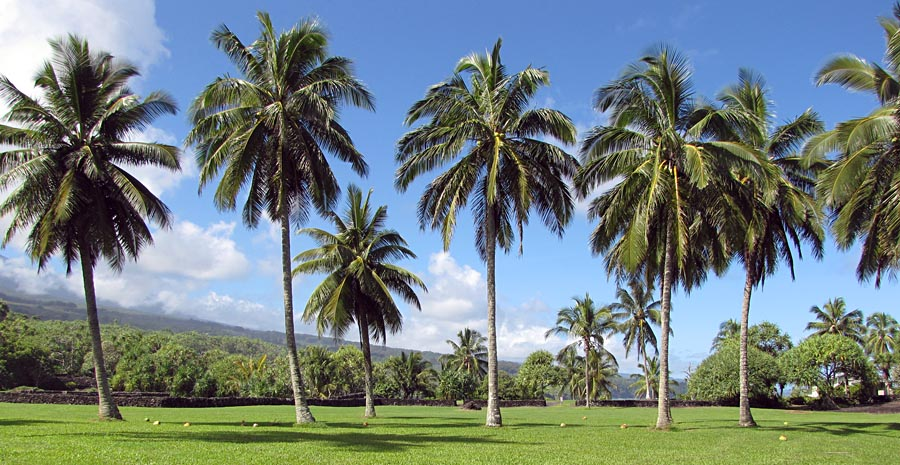 Common Tree Problems in Malaysia, Case Studies / Success Stories, Tree Care Tips, Tree Species Spotlight
