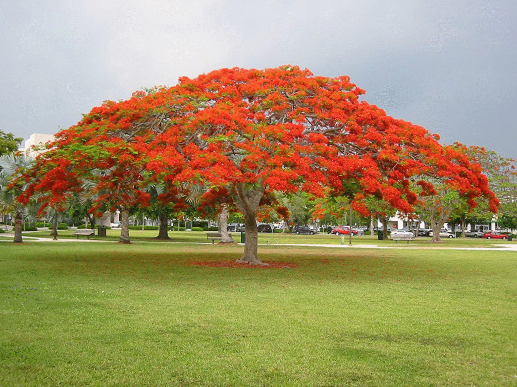 Common Tree Problems in Malaysia, Case Studies / Success Stories, Tree Care Tips, Tree Species Spotlight