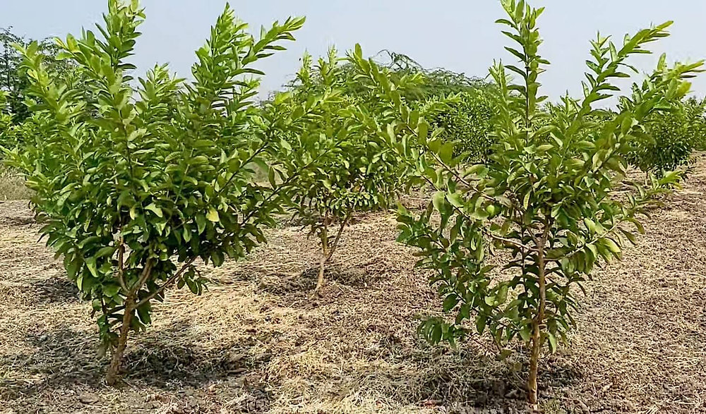 Common Tree Problems in Malaysia, Case Studies / Success Stories, Tree Care Tips, Tree Species Spotlight