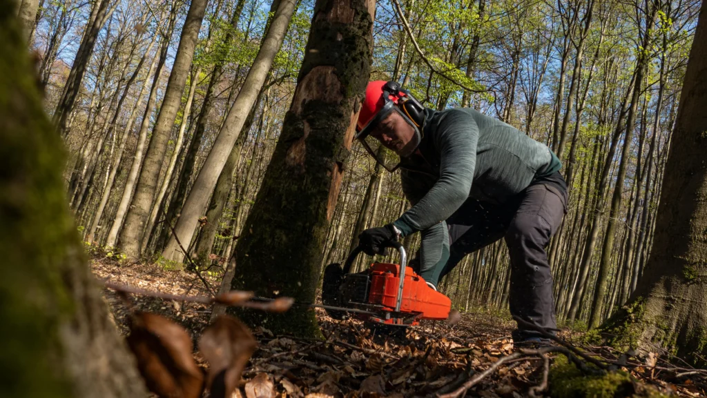 Man cutting the tree using a chainsaw