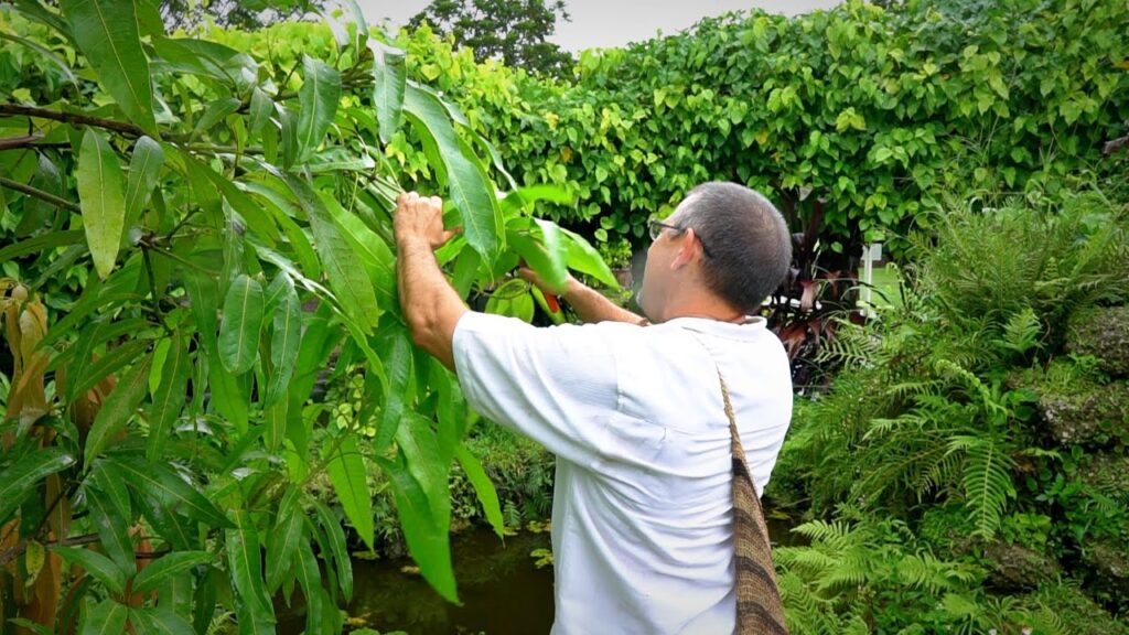 Common Tree Problems in Malaysia, Case Studies / Success Stories, Tree Care Tips, Tree Species Spotlight