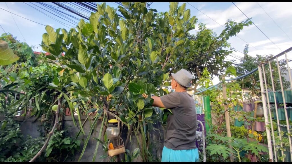 Common Tree Problems in Malaysia, Case Studies / Success Stories, Tree Care Tips, Tree Species Spotlight