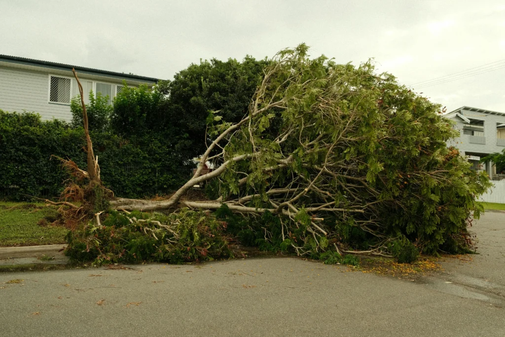Tree Trimming Malaysia: Why Regular Pruning Saves You Money 6 Common Tree Problems in Malaysia, Equipment and Techniques, Tree Removal & Safety