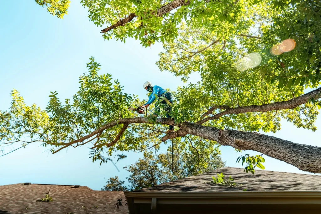 Signs Your Tree Is Dying or Dangerous (When to Consider Removal) — Tree Cutting Service Malaysia 4 a person in a tree with a chainsaw