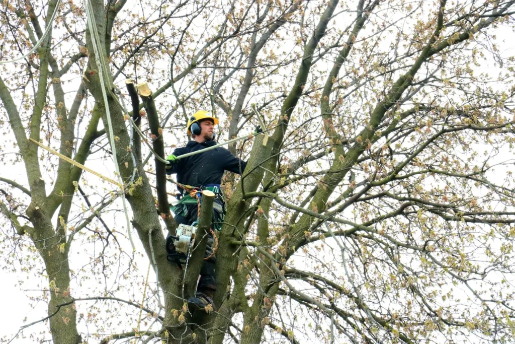tree cutting service