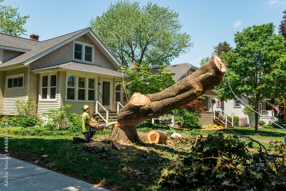 Tree Removal vs. Tree Trimming vs. Tree Pruning: What's the Difference? 6 Tree removal worker cutting a tree stump