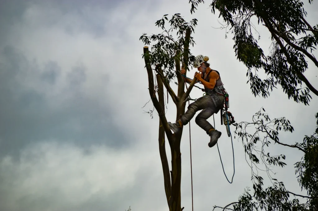 Tree Cutting Service in Kuala Lumpur: 2025 Homeowner Guide 5 tree cutting service