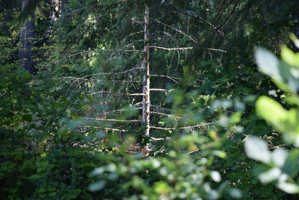 tree cabling and bracing